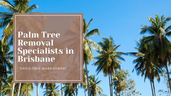 Palm tree Removal brisbane