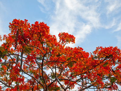 Poinciana tree pruning brisbane