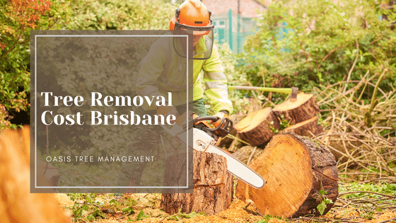 The Cost of Tree Removal: Brisbane Arborists