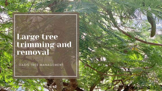 Top 5 Large Trees We Work with in Brisbane