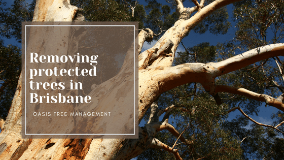 Removing or Pruning Protected Trees in Brisbane