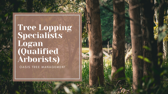 Tree Lopping Specialists in Logan (Qualified Arborists)