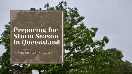 Preparing Trees for the Storm Season in Queensland