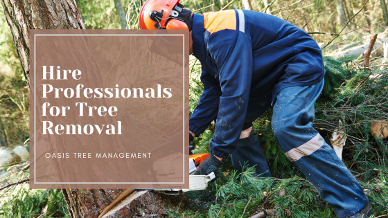Hire the Professionals for Tree removal!