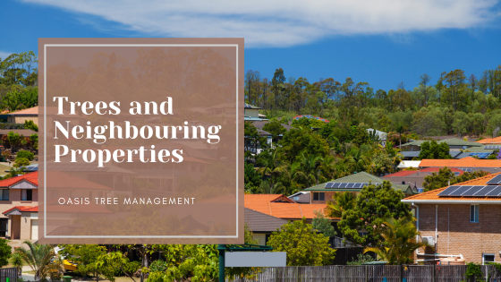 Neighbours Trees Brisbane | What you can and can't do