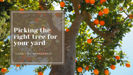 How to Pick the Right Tree for your Yard
