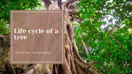 The Life Cycle of a Tree