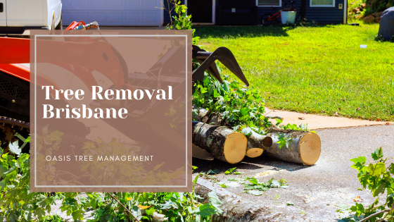 Tree Removal Brisbane by Oasis Tree Management