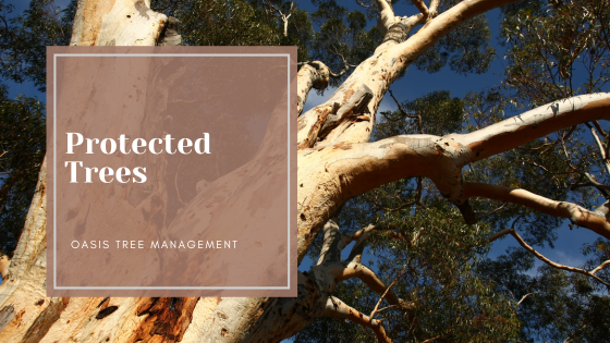 Protected Vegetation Brisbane: Removing protected trees from your property