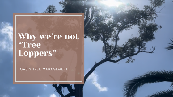Why we are not Brisbane tree loppers