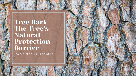 Tree Bark. As unique as we are.