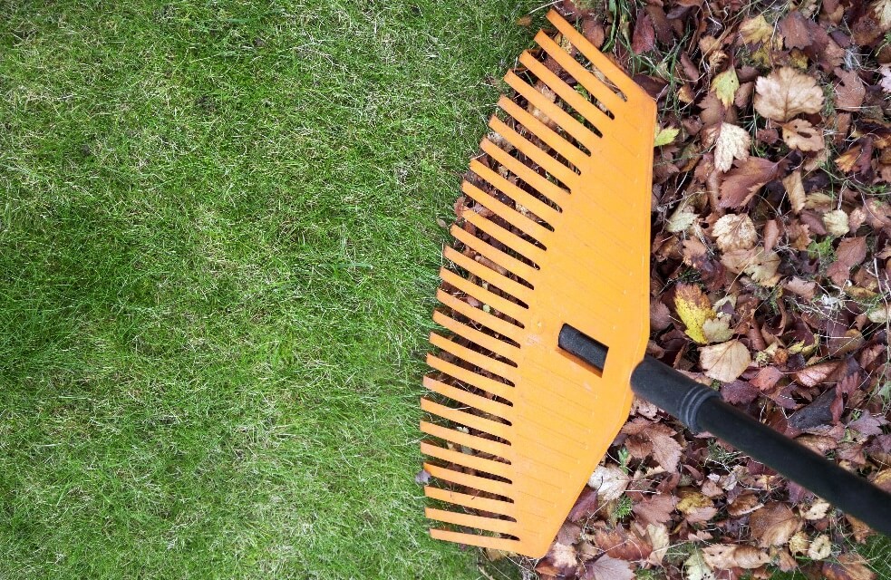 How to care for your trees | Oasis Tree Management Arborists