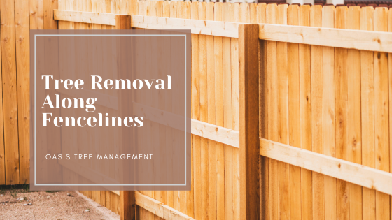 Removing trees down your fenceline | Oasis Tree Management Brisbane