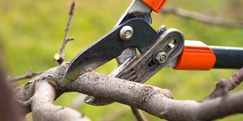 To prune or not to prune