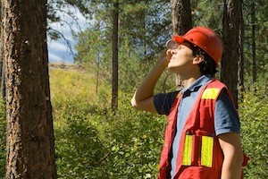 Signs your tree is unhealthy | Oasis Tree Management Brisbane