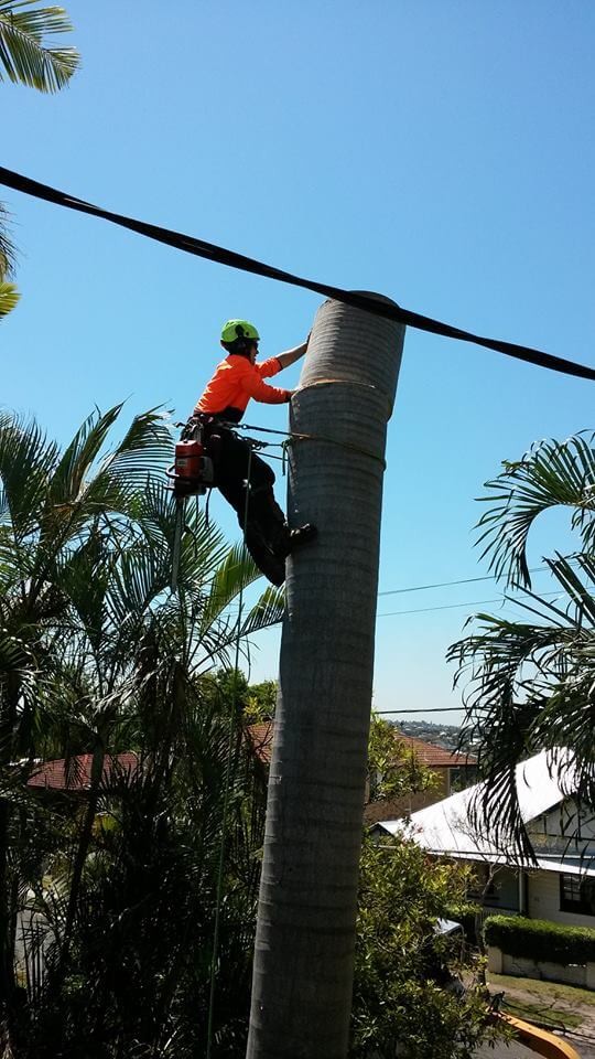 Why Choose an Arborist for Brisbane Southside tree removal?