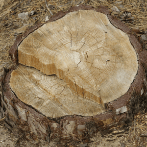 5 reasons why tree stumps should be removed