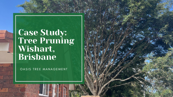 Leopard Tree Pruning Case Study – Neighbouring Property Issues in Wishart, Brisbane