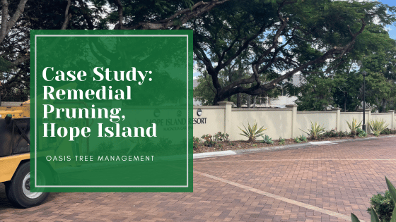Case Study: Remedial Pruning for Hope Island