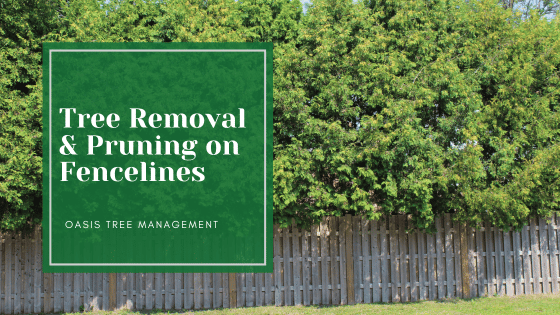 Tree Removal Along Fencelines