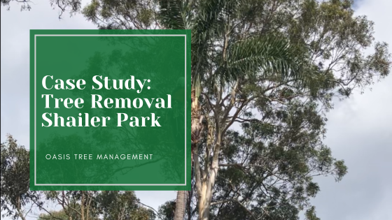 Case Study: Tree Maintenance Shailer Park
