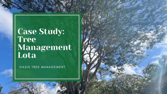 Preserving a Much-Loved Leopard Tree: Managing Decay Without Immediate Removal