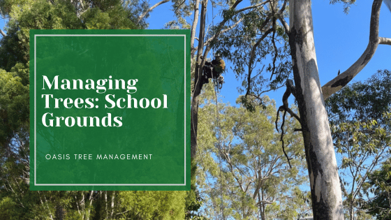 Managing Trees in School Grounds: Balancing Safety, Health and the Benefits of Established Trees