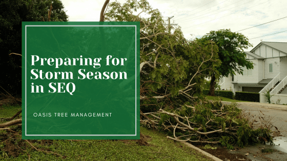 Preparing Your Trees for Storm Season in Brisbane & Logan