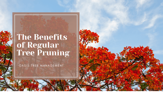 The Benefits of Regular Tree Pruning: A Healthy Investment for Your Landscape