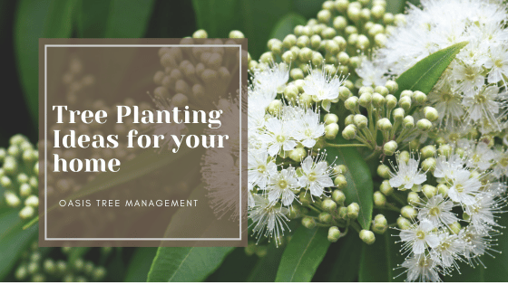 Enhance Your Brisbane Home with These Beautiful Tree Choices