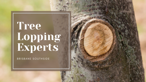 How To Hire Experts For Your Tree Lopping In Brisbane Southside