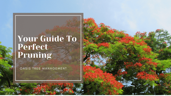 Tree Pruning Brisbane Southside: Your Guide To Perfect Pruning