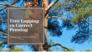 tree lopping vs tree pruning