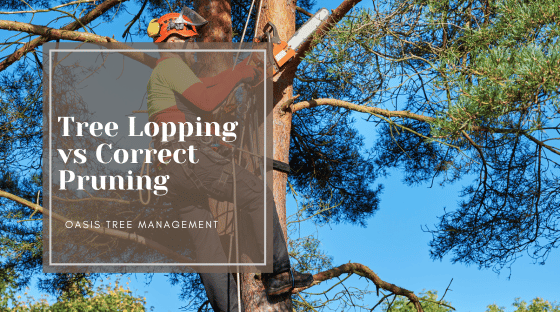 Tree Lopping vs. Correct Pruning: Understanding the Crucial Differences