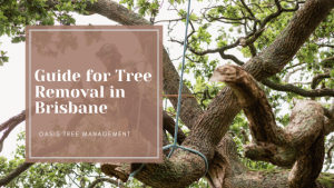 your guide for tree removal in brisbane