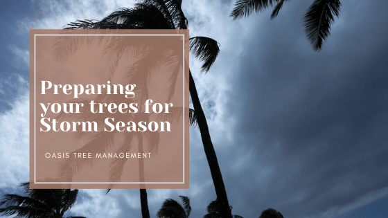 Preparing your trees for storm season brisbane